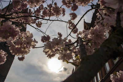 Low angle view of cherry blossoms against sky