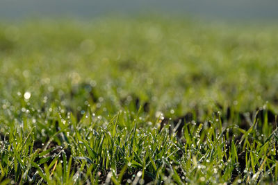 Close-up of wet grass on field