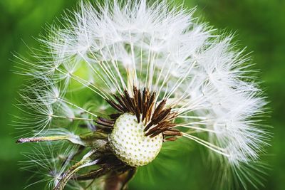 Close-up of dandelion on plant