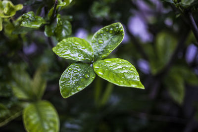 Close-up of water drops on plant