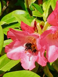 Close-up of bee on pink flower