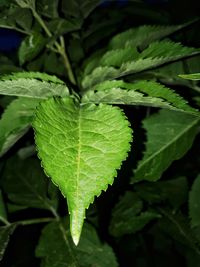 Close-up of fresh green leaf