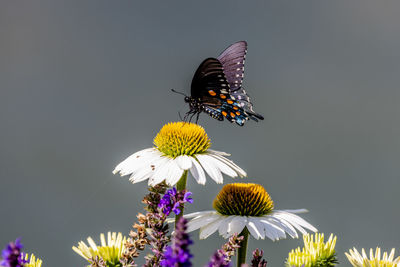 Close-up of butterfly pollinating on flower