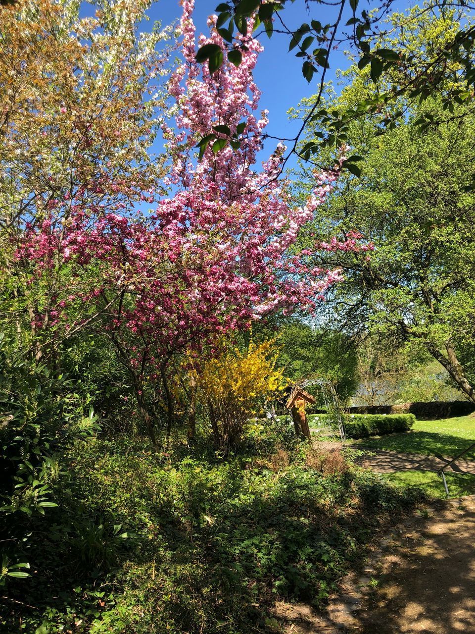 CHERRY BLOSSOMS IN SPRING