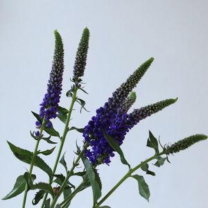 Close-up of purple flowering plant against sky