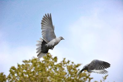 Low angle view of pigeons flying against sky