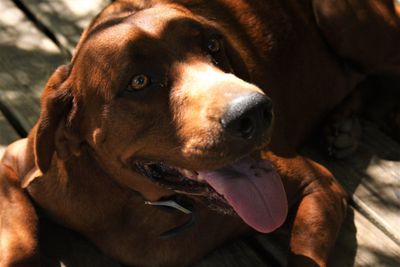 Close-up portrait of dog looking away