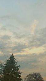 Low angle view of trees against sky