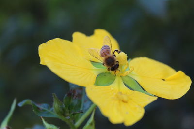 Close-up of insect on yellow flower