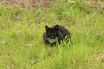 Portrait of black cat on grass