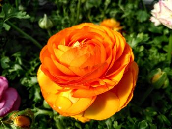 Close-up of orange rose