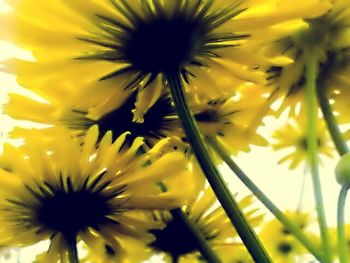 Close-up of yellow flowers