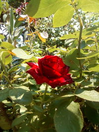 Close-up of red rose