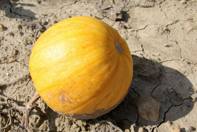 High angle view of pumpkins on field