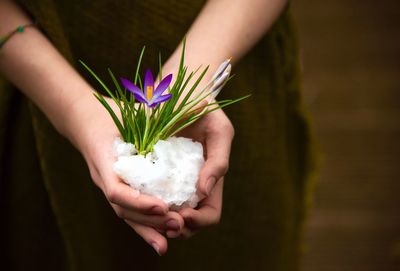 Close-up of hand holding plant