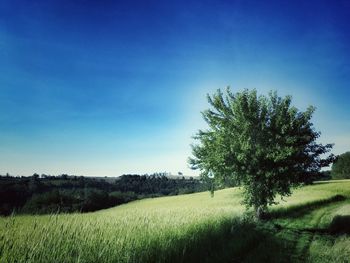 Tree on field against blue sky