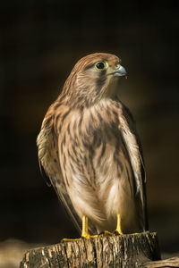 A tower falcon