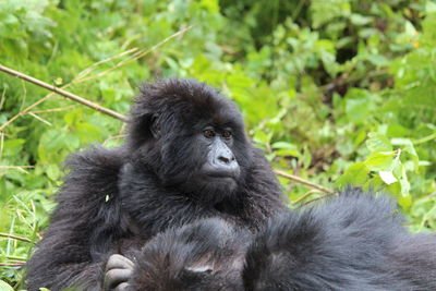 Portrait of child mountain gorilla sitting on rock