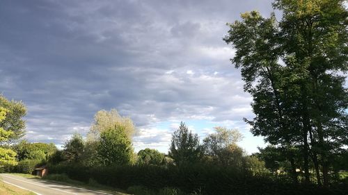 Trees by road against sky