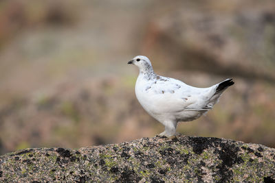 Close-up of ptarmigan perching on rock