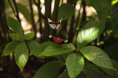 Mating dance of several piano key butterfly heliconius melpomene insects in a garden.