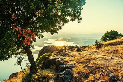 Scenic view of trees