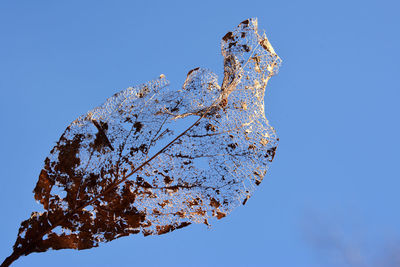 Low angle view of tree against clear sky