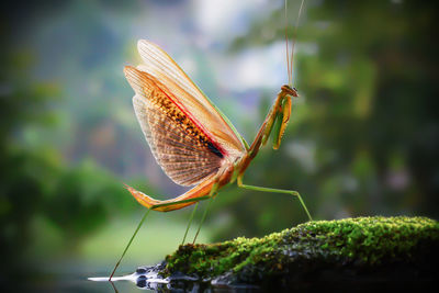 Close-up of butterfly