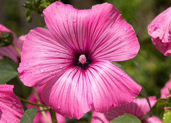 Close-up of pink flowering plant