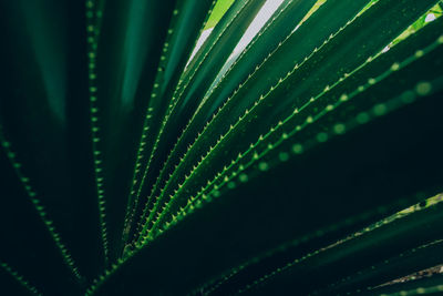 Close up of dark green succulent leaves. beautiful natural pattern.