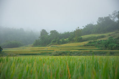 Scenic view of agricultural field against sky