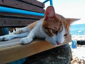 Close-up of a cat looking away