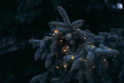 Illuminated christmas tree at night