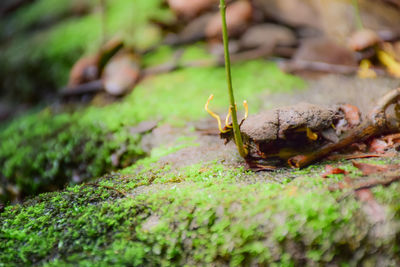 Close-up of insect on leaf