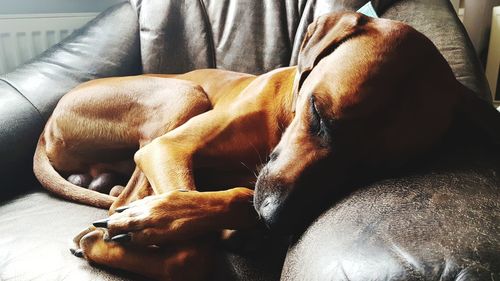 Dog sleeping on sofa at home