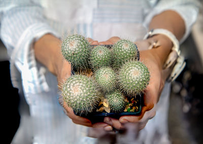Close-up of hand holding succulent plant