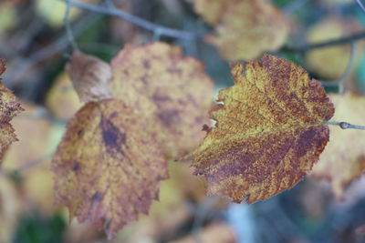 Close-up of dried leaves