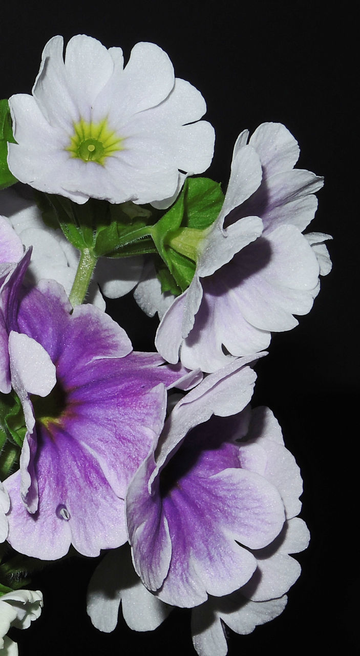 flower, petal, freshness, flower head, fragility, beauty in nature, growth, black background, close-up, white color, blooming, studio shot, nature, plant, in bloom, pollen, single flower, stamen, blossom, no people