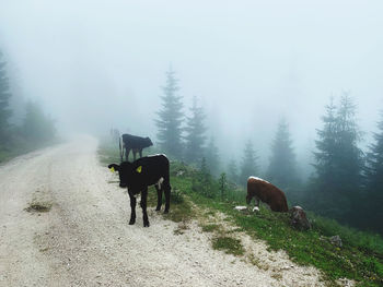 View of horse on dirt road
