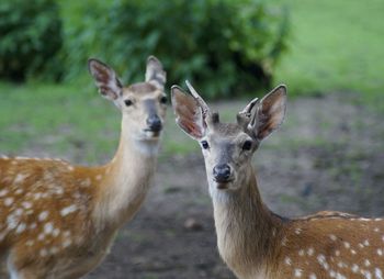 Close-up of roe deer