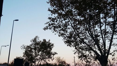 Low angle view of trees against sky