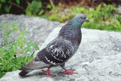 Close-up of pigeon perching on rock