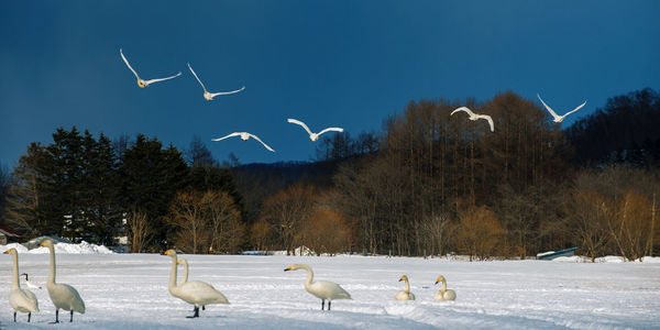 Flock of birds in snow