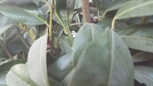 Close-up of fresh green leaves