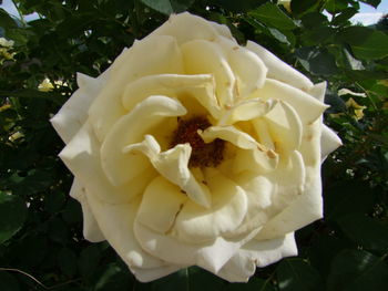 Close-up of white rose