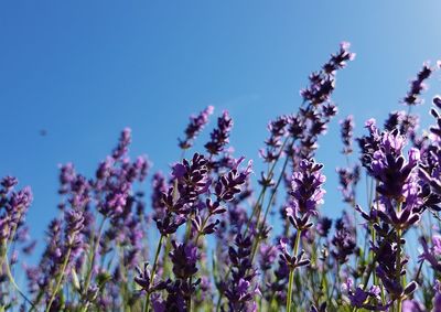 Low angle view of lavenders blooming against clear sky