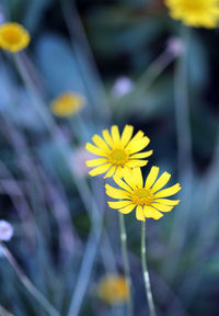 Close-up of yellow flowers blooming outdoors