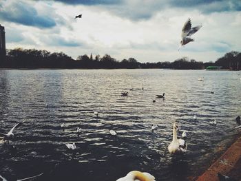 Bird flying over sea