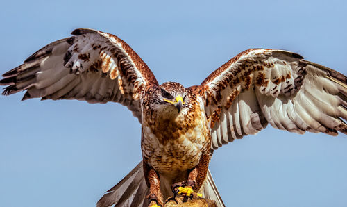 Low angle view of bird against blue sky