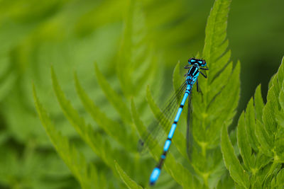 Close-up of damselfly on plant